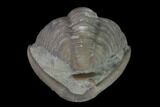 Wide Enrolled Flexicalymene Trilobite - Mt Orab, Ohio #137497-2